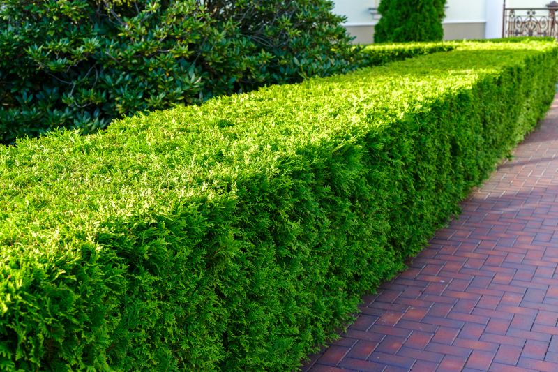 Completed Hedge with Precise Shape