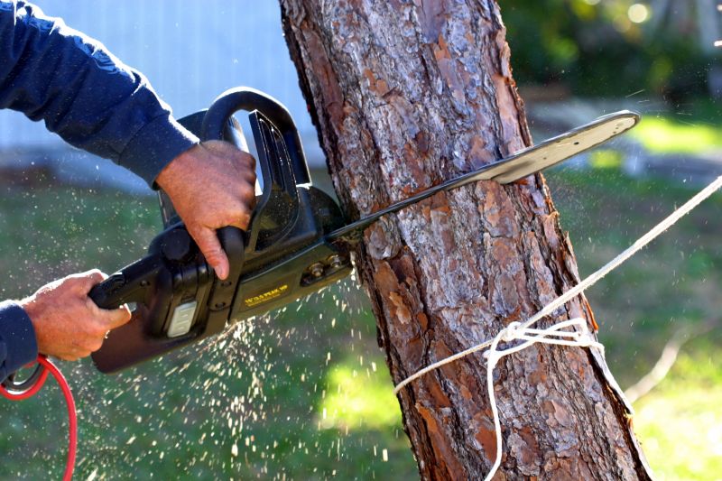 Mimosa Tree Removal in San Jose, CA